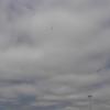 CIMG6266