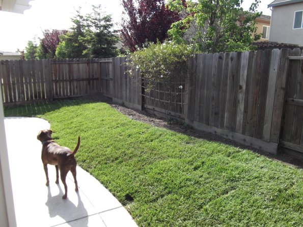 Yard201105-03