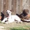 Dogs