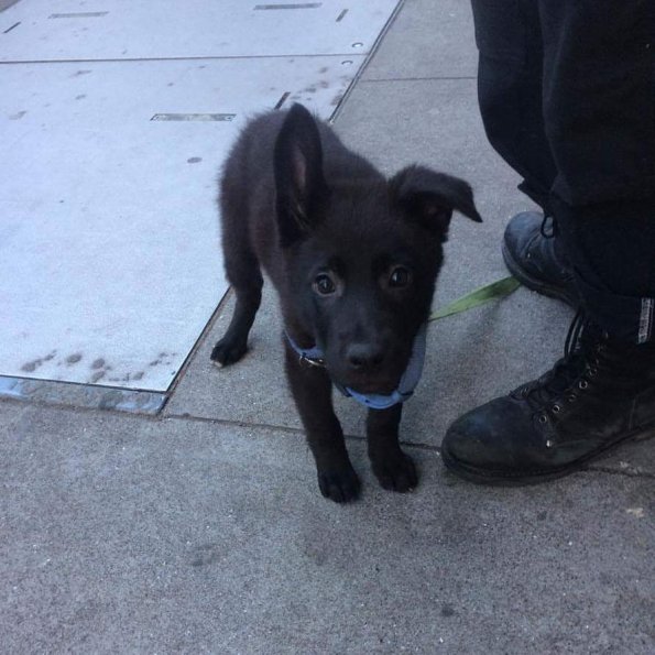 MortyAsaPuppy