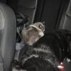 Pets