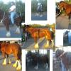 snicker_collage