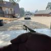 IMG_2291