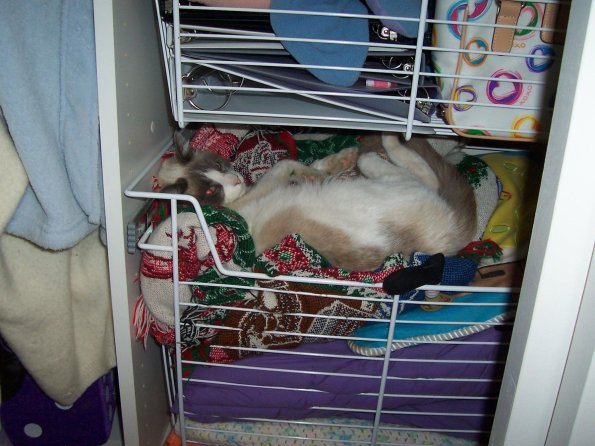 200704_Kitty03