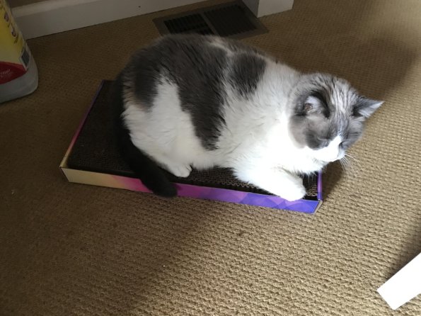 Kitty